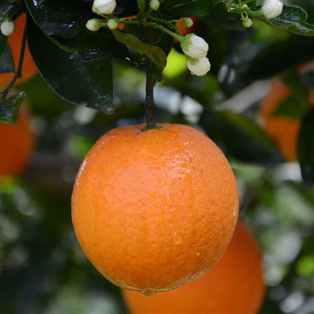 实地探源,三峡花果橙—伦晚