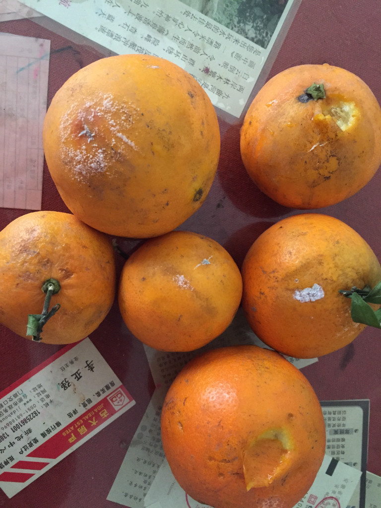 橙子坏果的图片图片
