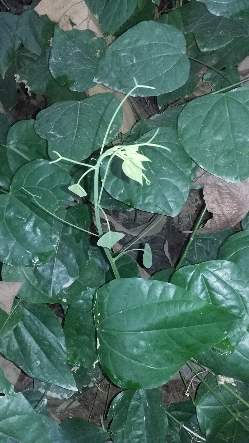 降尿酸—赤苍藤《继三高之后—高血尿酸症》|供不应求