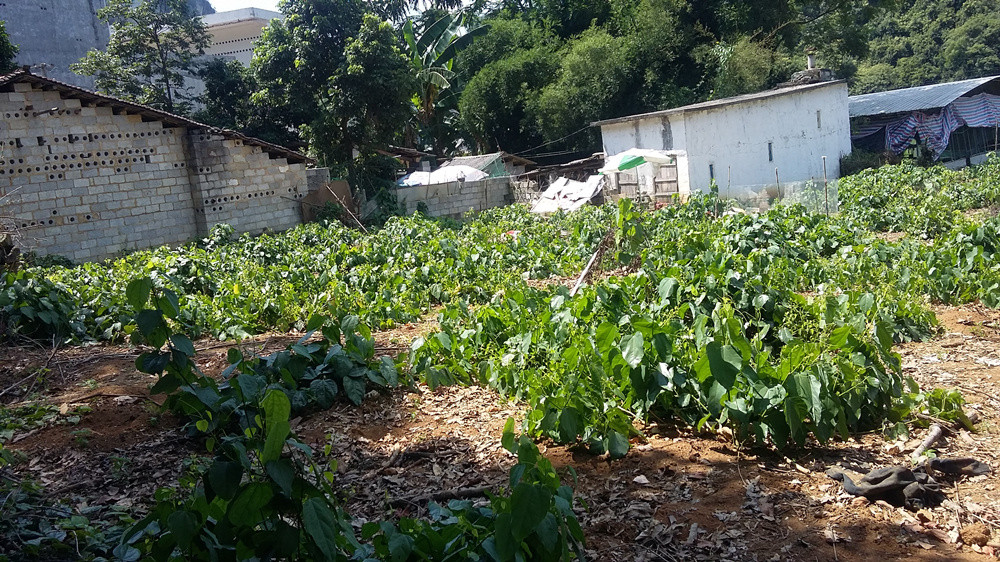 农户种植的赤苍藤